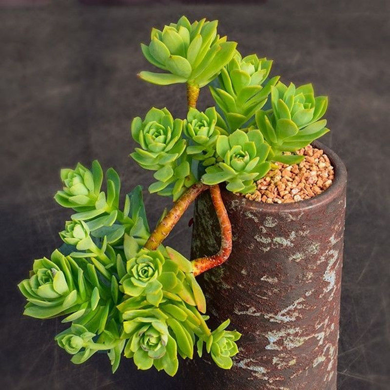 绿蔷薇多肉植物群生飘枝老桩多头悬崖造型老桩稀有品种肉肉防辐射