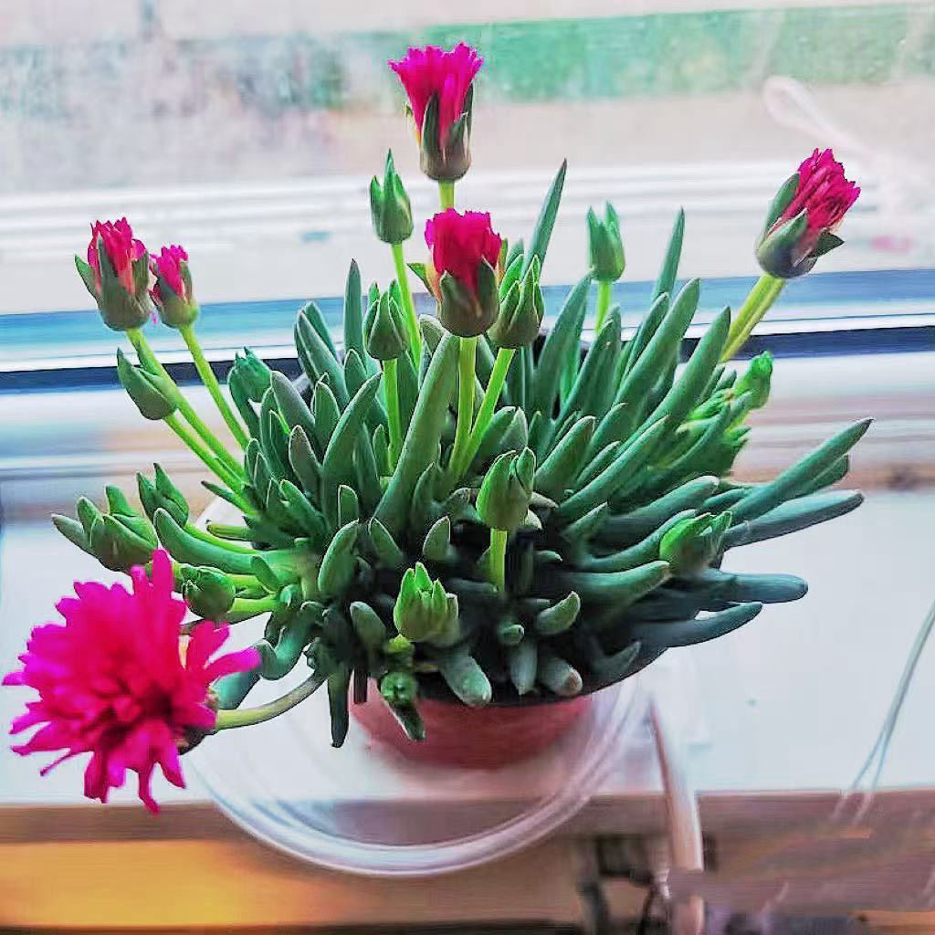 红花奔龙带花苞发货多肉植物多肉鲜花绿植带盆土发货植物,鲜花速递/花卉仿真/绿植园艺,多肉植物,淘宝优惠券,粉丝福利购,淘宝优惠卷