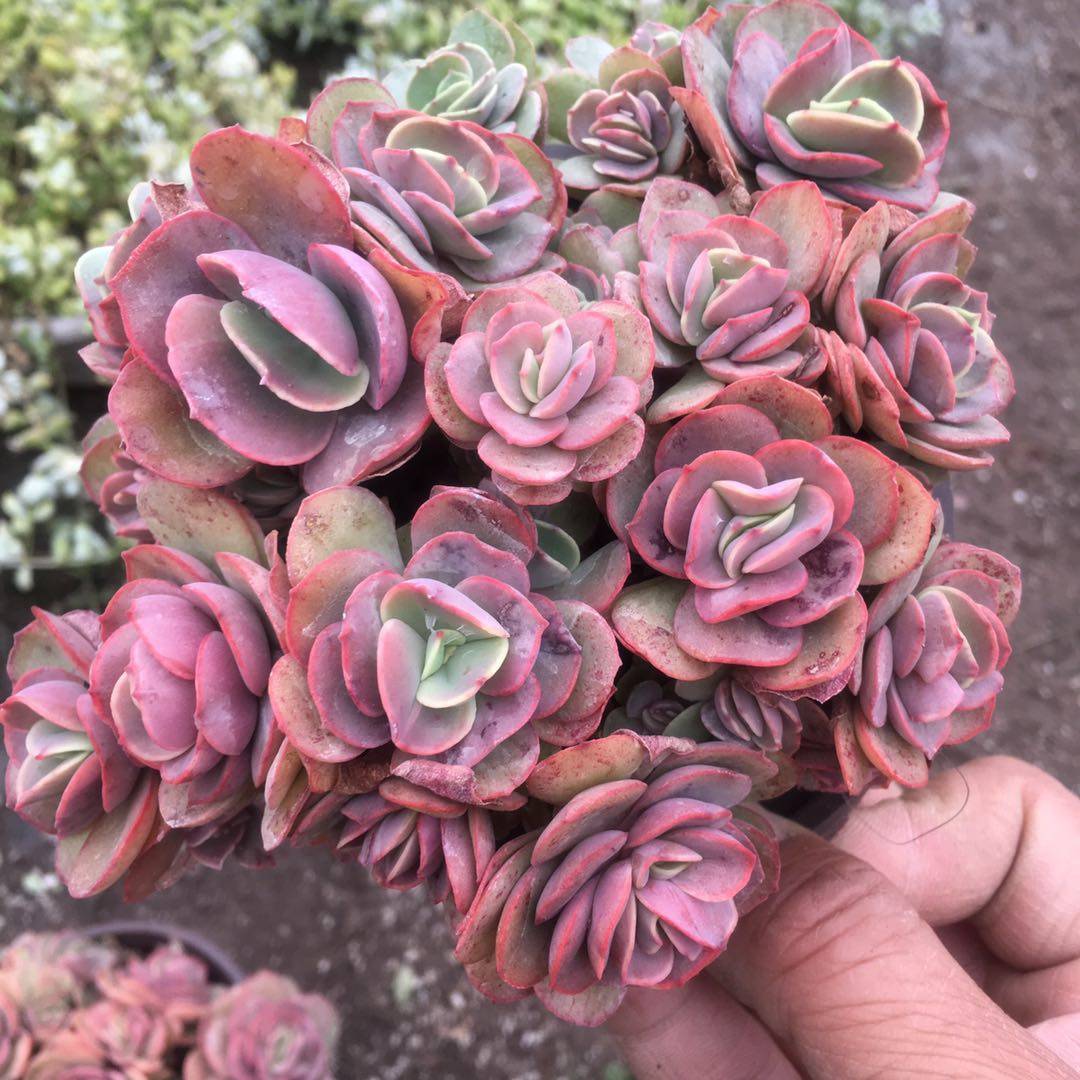 秀妍大群新绿盆栽防辐射 秀岩 多肉植物 萌肉发货全店满38包邮
