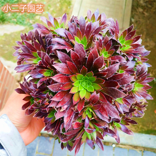 凤凰法师老桩手捧花多肉盆栽