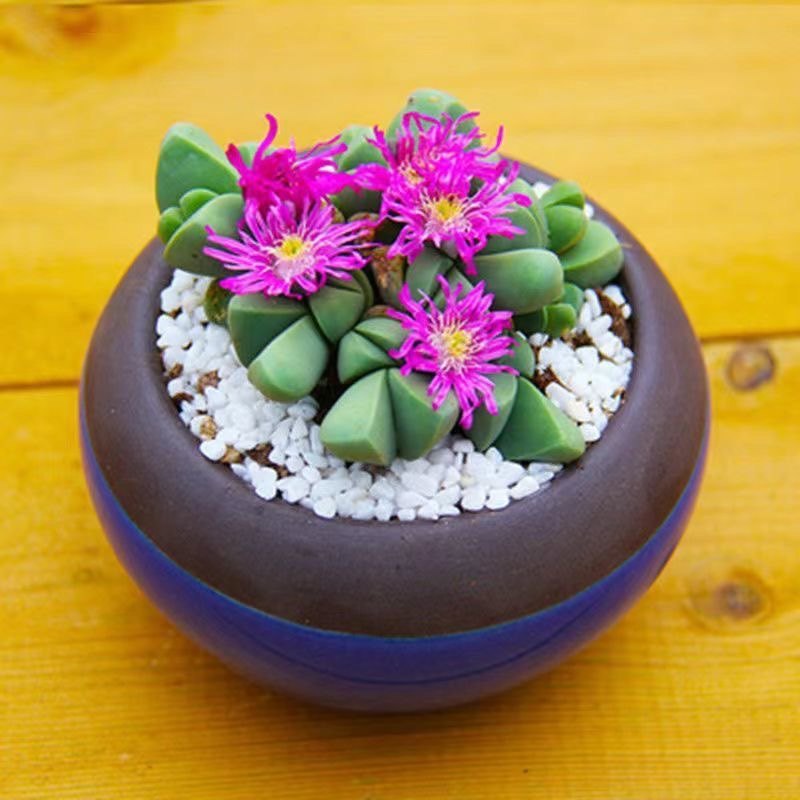 多肉植物秋琴玉 蟹钳 神风玉番杏科多头群生老桩趣味办公桌面花卉