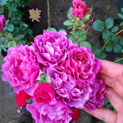 葵月季花日本质量怎么样 葵月季花日本口碑怎么样 小麦优选