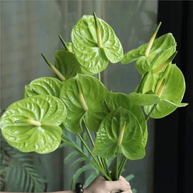 粉掌白掌植物室内水养红掌水培水养鹅掌红花绿掌供佛 鲜花