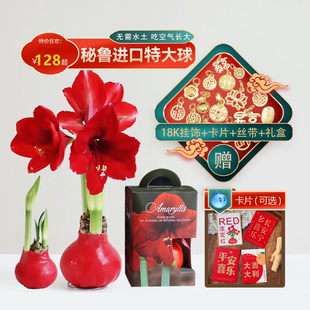 秘鲁进口朱顶红蜡球春节新年送朋友生日礼物盒鲜花年会尾牙随手礼