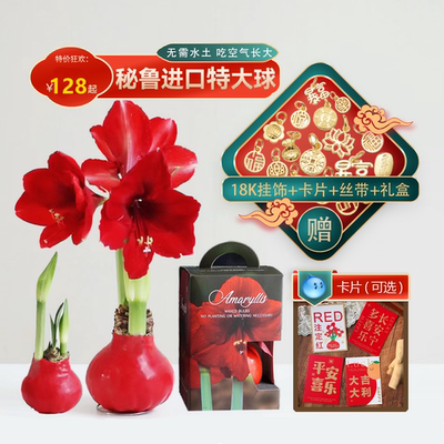 进口朱顶红蜡球春节新年送礼盒装