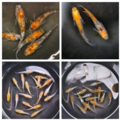 观背青鳉迷你鱼活体观赏鱼冷水苗群游原生鱼微型锦鲤小型灯鱼淡水