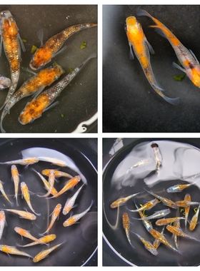 观背青鳉迷你鱼活体观赏鱼冷水苗群游原生鱼微型锦鲤小型灯鱼淡水