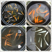 观背青鳉迷你鱼活体观赏鱼冷水苗群游原生鱼微型锦鲤小型灯鱼淡水