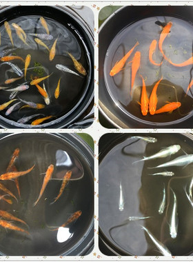 观背青鳉迷你鱼活体观赏鱼冷水苗群游原生鱼微型锦鲤小型灯鱼淡水