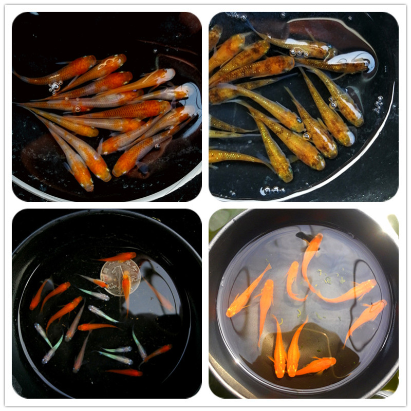 觀背青鳉活體微型鳉魚淡水吃蟲子