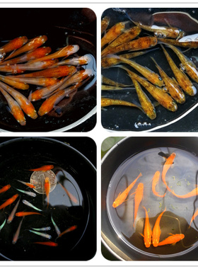 观背青鳉迷你鱼活体观赏鱼冷水苗群游原生鱼微型锦鲤小型灯鱼淡水