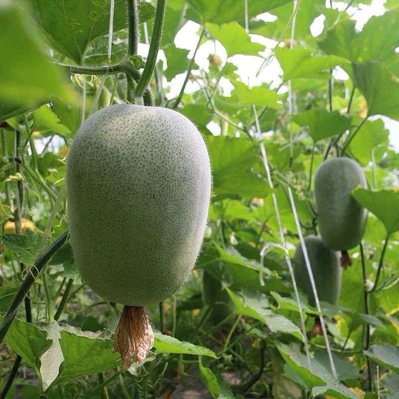 农家自种小冬瓜新鲜蔬菜鲜嫩冬瓜毛冬瓜清香可口现货