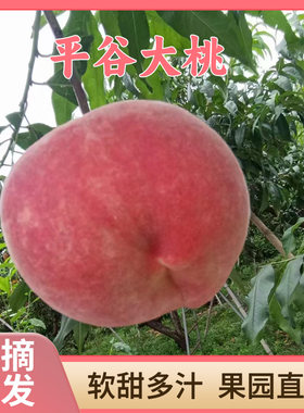 现摘北京桃子多汁孕妇水果包邮
