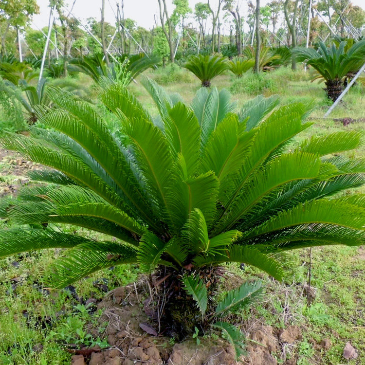 铁树盆栽盆景铁树树苗室外大型四季常青阳台庭院植物花卉绿植盆景