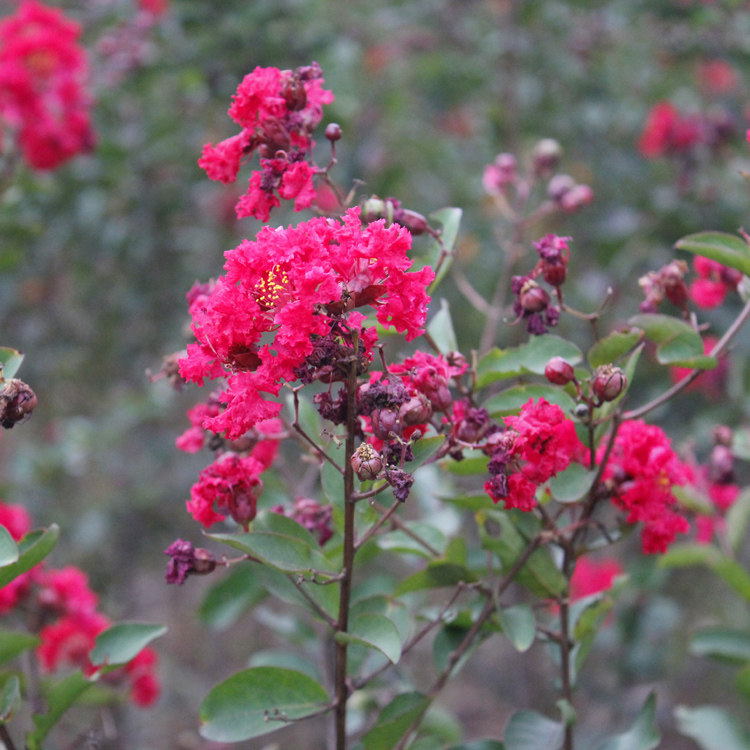 紫薇花树盆栽紫薇花树苗紫薇树小苗紫薇树苗当年开花庭院植物