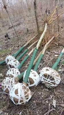 柳树苗杨柳树枝条黄金柳金丝垂柳竹柳旱柳树苗行道工程绿化苗包邮