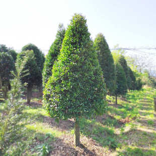 竹柏大苗老桩盆栽竹柏大树苗别墅庭院驱蚊四季常青名贵绿化行道树