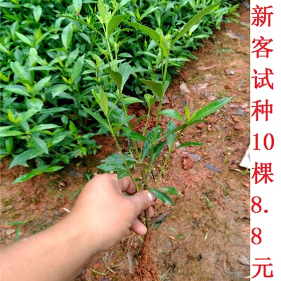 盆栽小叶栀子花盆栽小苗雀舌栀子