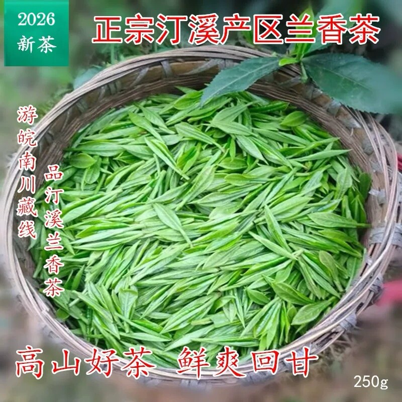 泾县兰香2026新茶汀溪大南坑村茶兰香茶正宗农家泾县高山茶选包邮