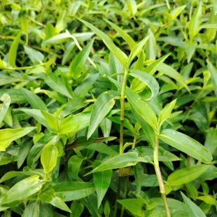 新鲜鸭跖草竹叶草水竹叶现采竹叶菜竹子菜碧竹子清热尿中草药