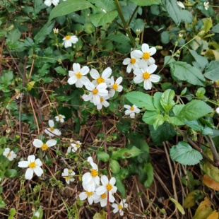 原生新鲜鬼针草白花三叶鬼钗草野外现采鬼黄花婆婆针鬼骨针粘人草