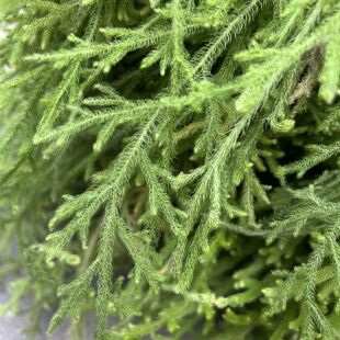 新鲜伸筋草野生舒筋草通筋草 石松 抽筋草 立筋草中药材狮子尾