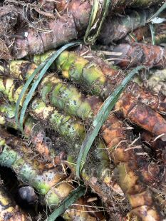 新鲜勒慈姑天河芋刺芋水刺芋勒慈菇生刺薯菇簕茨菇簕藕煲水煲汤