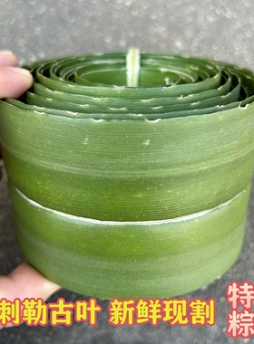 露兜叶假菠萝叶勒古叶包粽子叶软叶新鲜现采去刺阳春特色交古叶