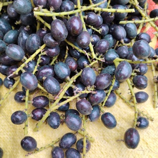 中药材新鲜现摘葵扇子葵扇籽蒲葵子扇叶葵子葵扇仔浦葵葵树仔鲜品