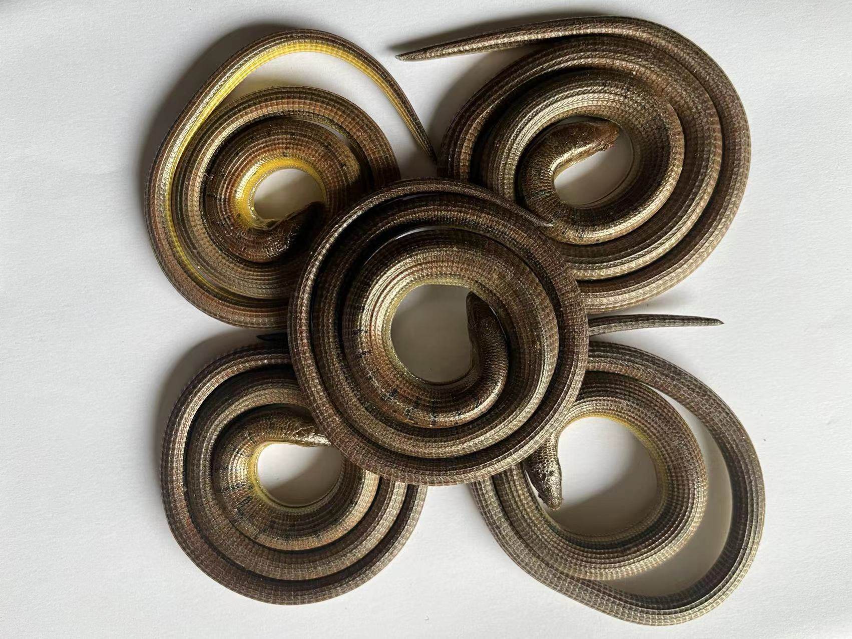 正品脆蛇 中药材碎蛇 翠蛇 山黄鳝整盘无断节100克488元 包邮