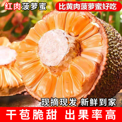 【商超甄选】海南红肉菠萝蜜一整个菠萝蜜新鲜水果红心菠萝蜜孕妇