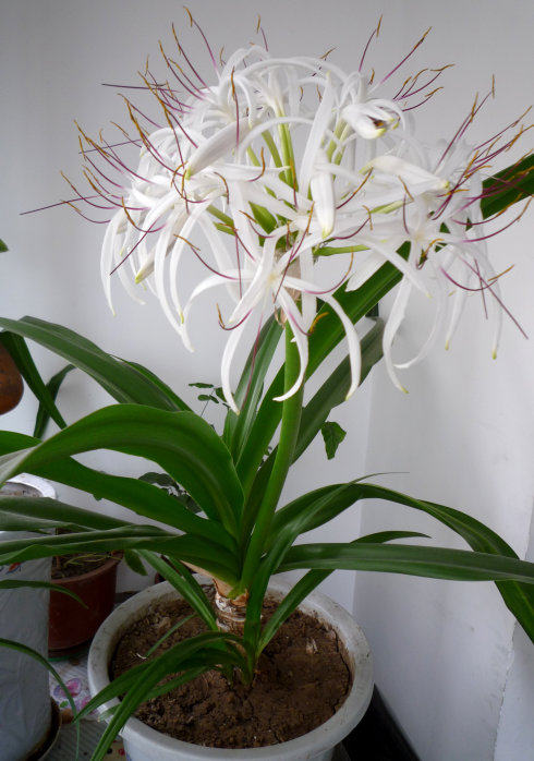 文殊兰花苗 ,3年苗,佛花,智慧花,花语夫妇之爱.