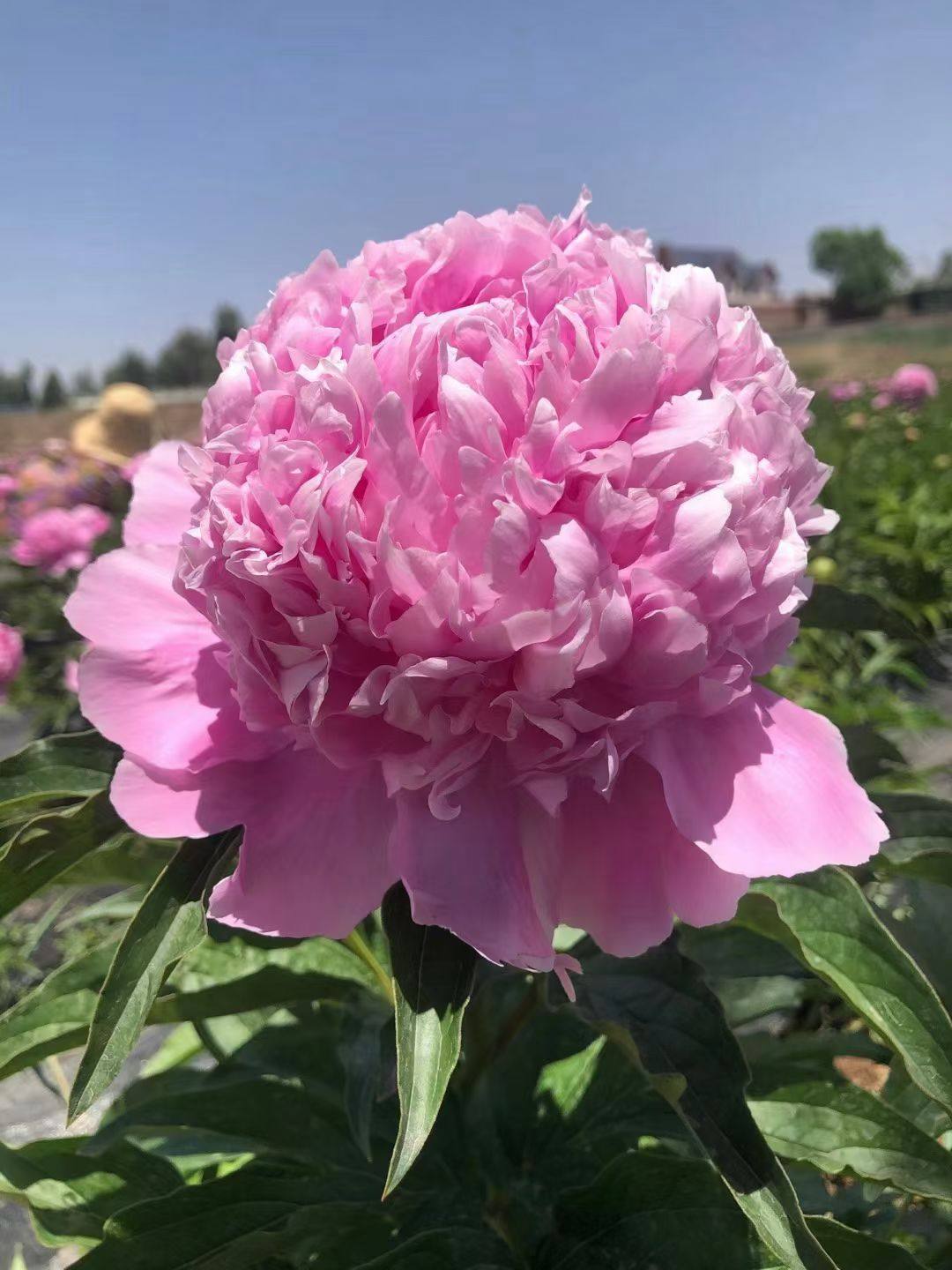 蓝富士芍药种苗 蓝富士山东大芍药 蓝富士种苗秋季发货 量大从优