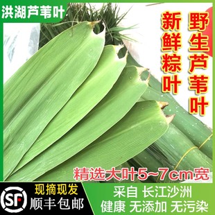 洪湖野生新鲜芦苇叶粽叶端午包粽子苇叶天然现摘大号叶子 顺丰 包邮