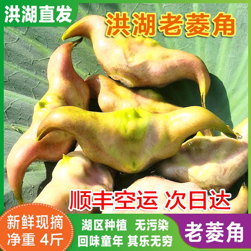 新鲜老菱角洪湖现摘现发时令洪湖