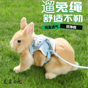 遛兔绳子荷兰猪专用豚鼠用品宠物小兔子牵引绳外出防挣脱龙猫绑带