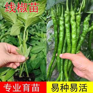 高产线椒辣椒苗长青椒尖椒二荆条薄皮南方四季 本地土蔬菜苗秧批发