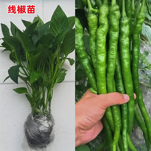 高产线椒辣椒秧苗二荆条阳台盆栽