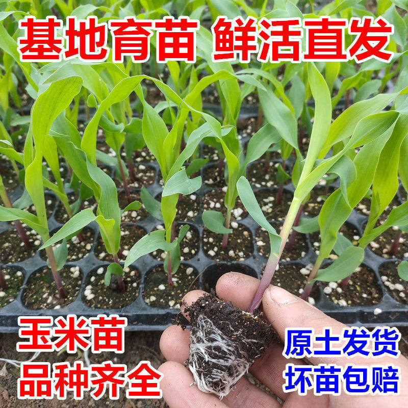 玉米苗秧带土新鲜糯玉米苗阳台盆栽种植水果玉米白糯香甜玉米种苗