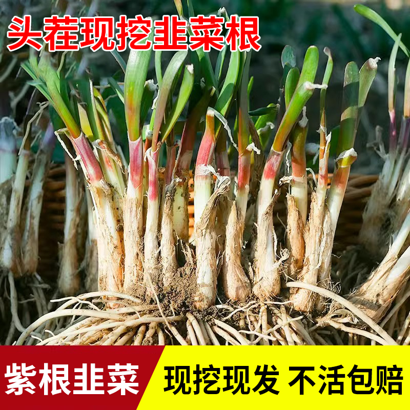 现挖红根宽叶韭菜根苗阳台盆栽
