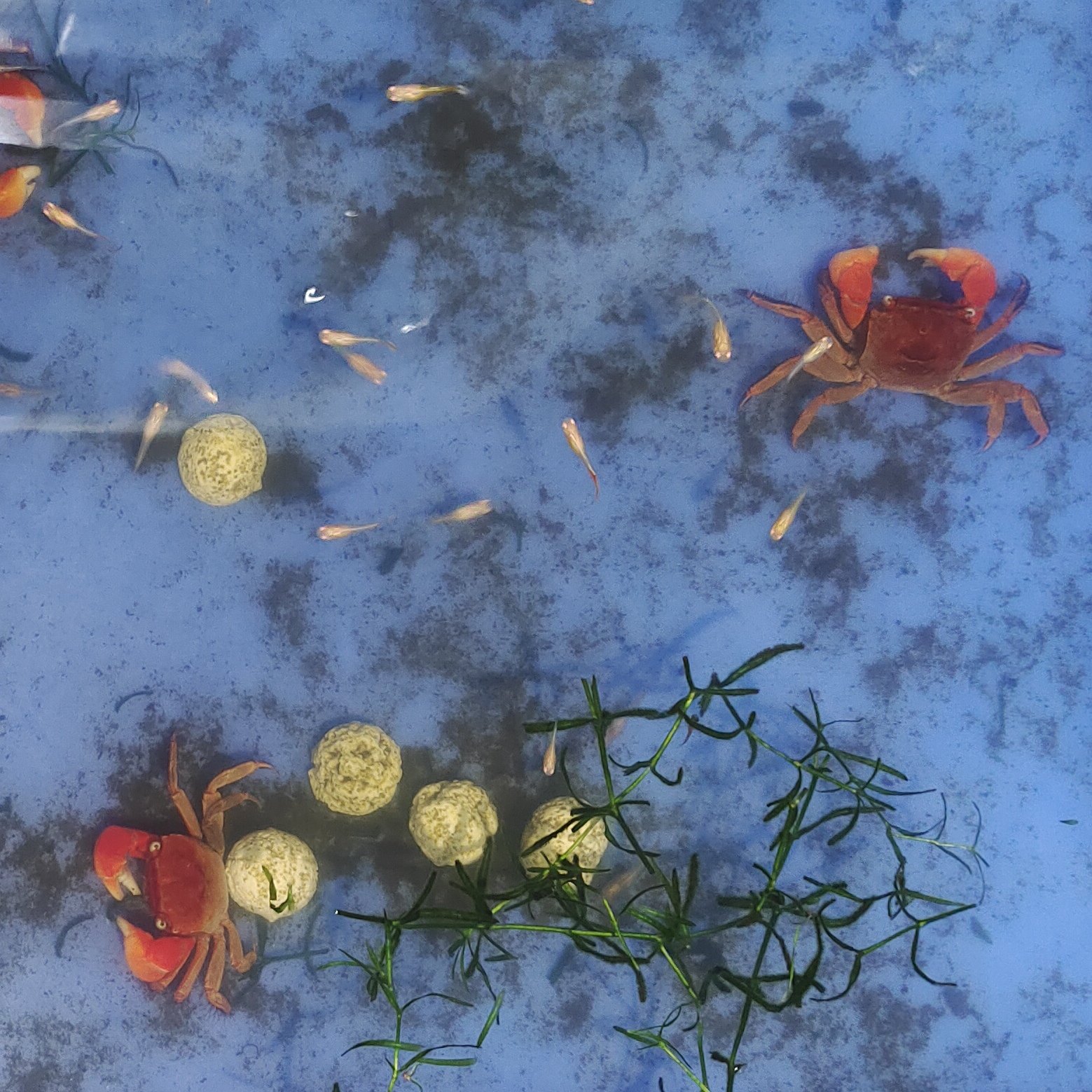 凤尾孔雀鱼的小鱼苗宠物小精灵可爱冷热水鱼好养懒人健康新手常温,宠物/宠物食品及用品,鱼,淘宝优惠券,粉丝福利购,淘宝优惠卷