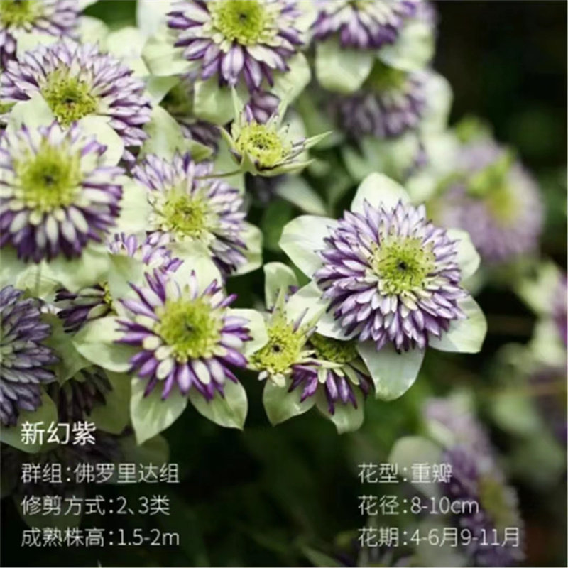 5加仑铁线莲阳台庭院地载盆栽爬藤花卉植物四季开花