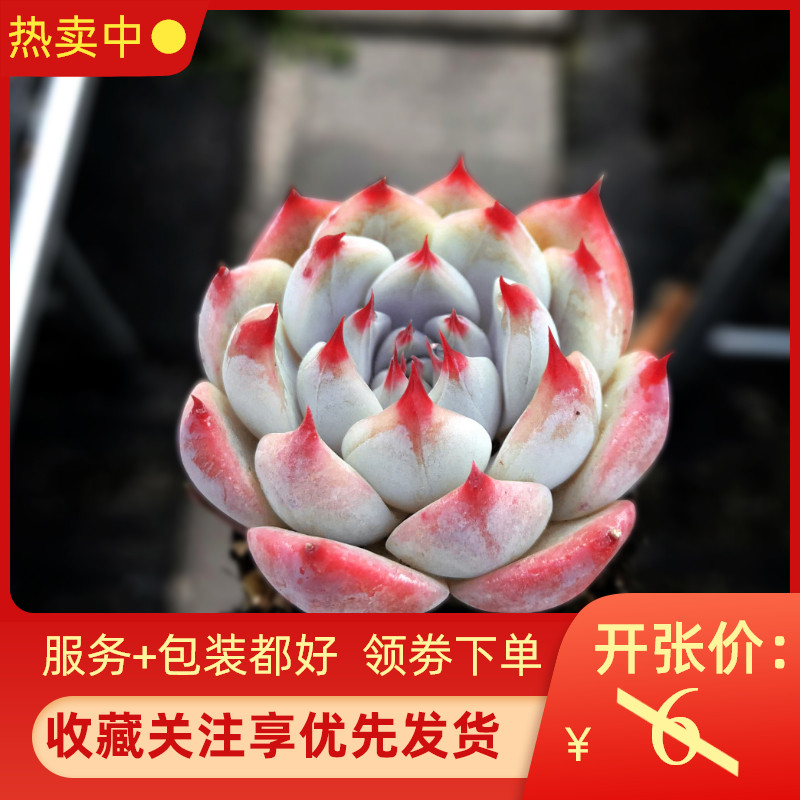 吉娃娃水蜜桃奶油黄桃葡萄鳄梨冰玉美杏锦多肉小苗超大老庄桩精品