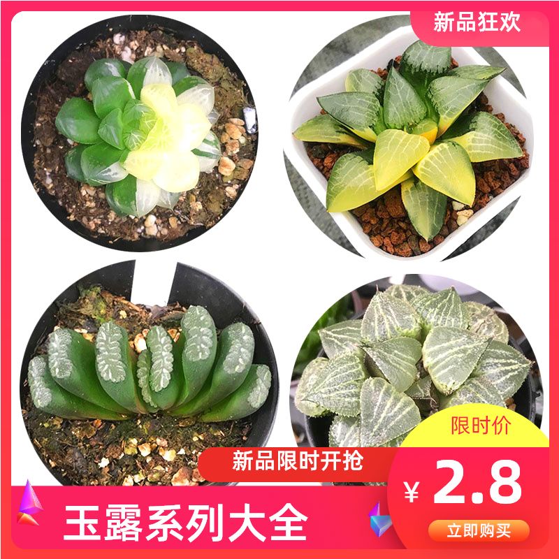 玉露锦价格 玉露锦图片 星期三