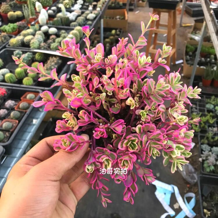 太阳花锦【满20发货】多肉植物盆栽办公室阳台创意贵货稀有品种