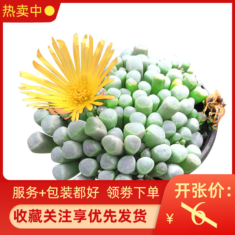 滇石莲五十铃玲唐扇光帝玉生石花鸾凤玉多肉小苗超大老桩植物精品