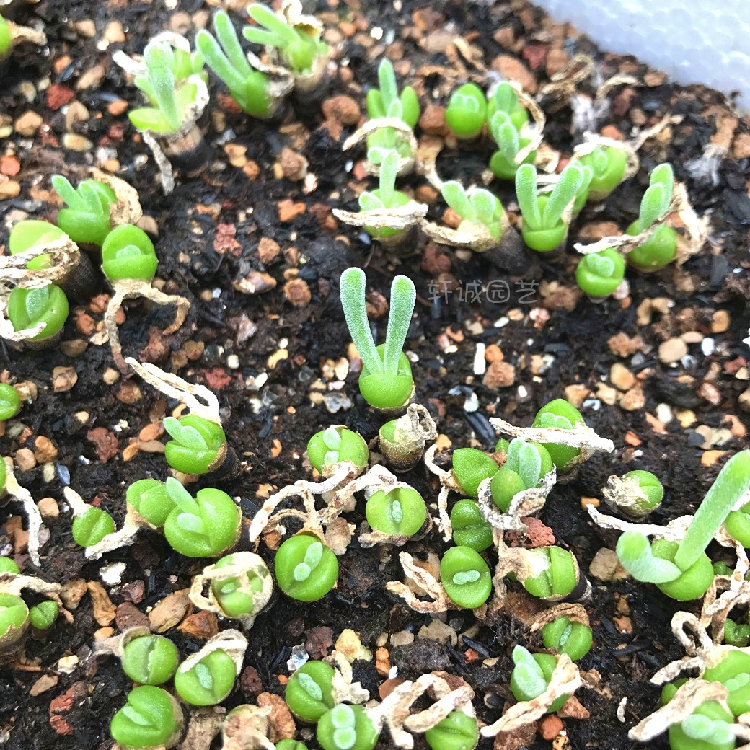 多肉植物pp生石花迷你碧光环盆栽