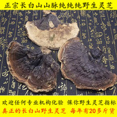 包邮 纯野生灵芝东北长白山松衫 林下真野生整枝紫赤灵芝泡酒500g克
