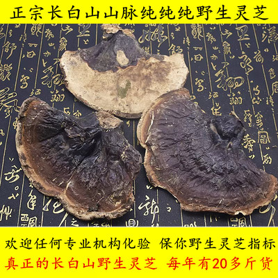 正宗东北长白山野生生长头部灵芝