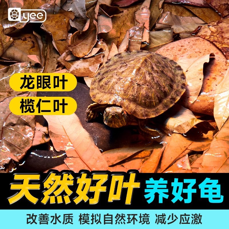 yee乌龟鱼缸养龟龙眼叶懒人叶降酸斗鱼缸ph值调节龟缸躲避免煮